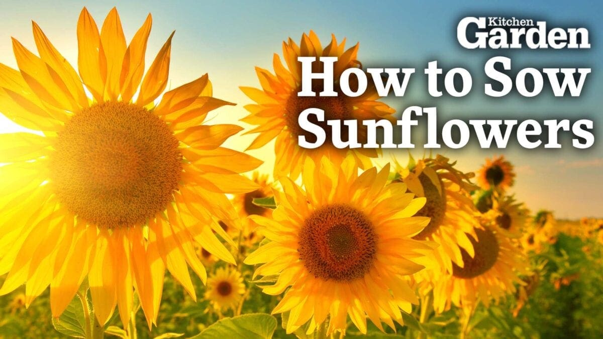 Video: How to Sow Sunflowers - Mudketeers